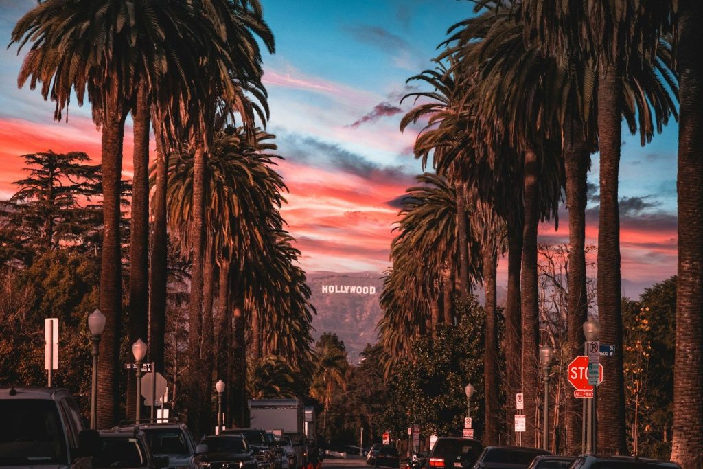 people sitting on chairs near palm trees during night time in Hollywood ca